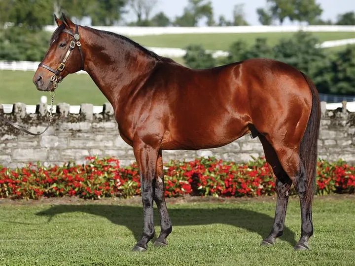 HORSERACING1002's tweet photo. PERFECT SOUL (IRE) 1998
(SADLER'S WELLS - BALL CHAIRMAN BY SECRETARIAT)
#PerfectSoul https://t.co/0vRdIFJEdT