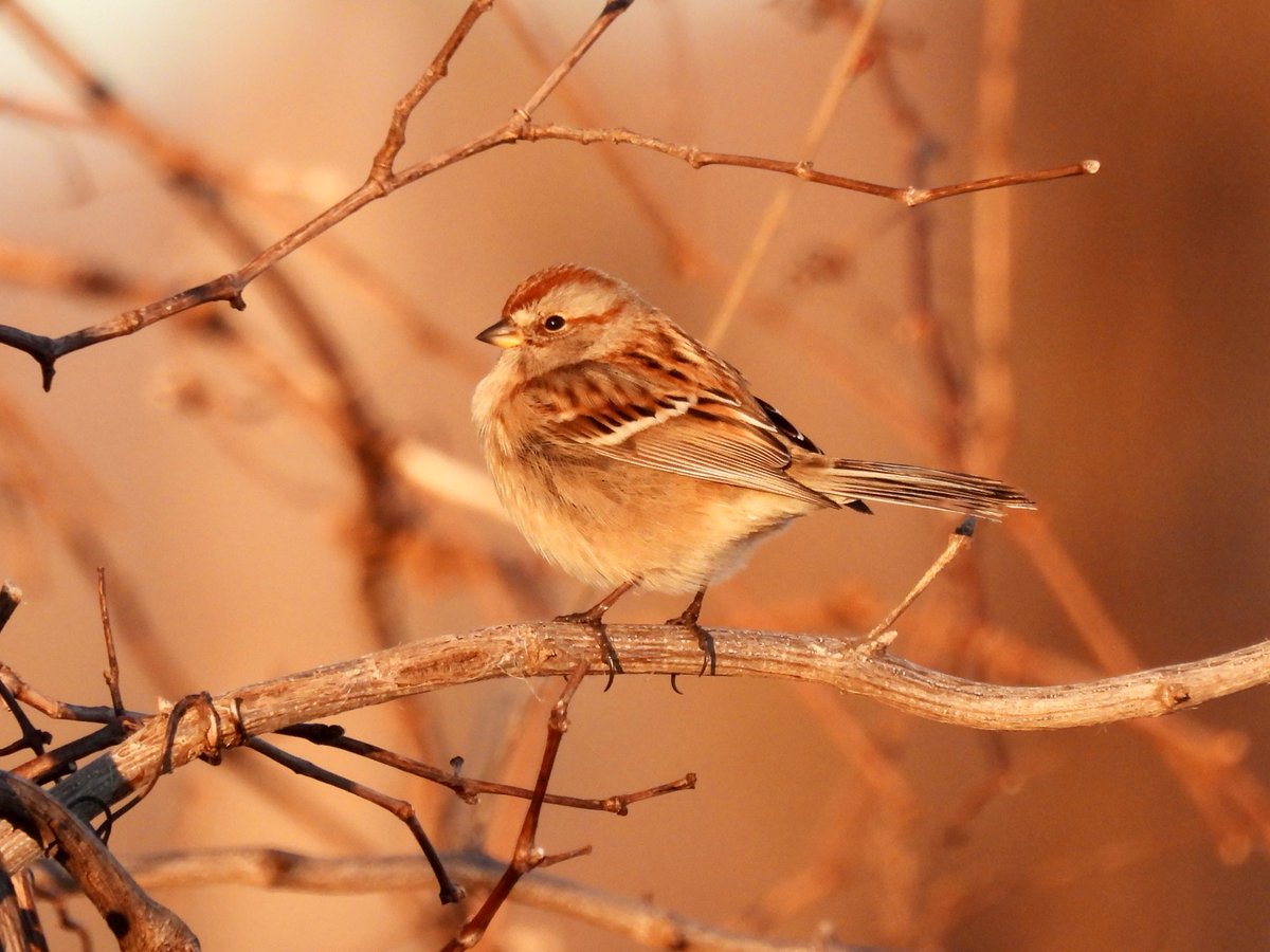 Luo_Qing's tweet photo. American Tree Sparrow at golden hour this afternoon at Croton Point Park.
#BirdsofNY #BirdsSeenIn2022 #WinterBirding #BirdNerd https://t.co/dHCEG2xibS