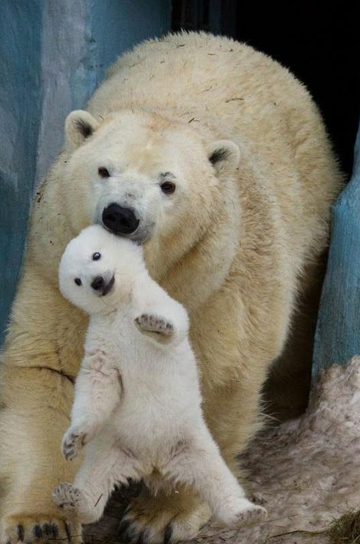 Jindala16's tweet photo. #NatureBeautyWhat a relief to have you by my side.... Mother
#NatureBeauty @Jindala16 @NeerajNain_7 @Abhishe17156749 https://t.co/GpZtVS4X7B