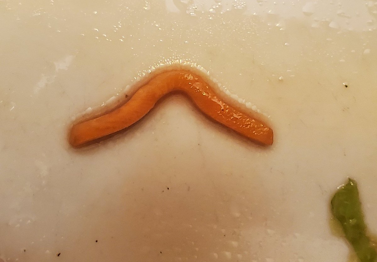 MikeTreglia's tweet photo. Got to the bottom of my salad and found a normal piece of carrot (sorry/not sorry for the bad joke 🙂)
#statstwitter #statsjokes #vegetabledistributions https://t.co/lYOPSnValP