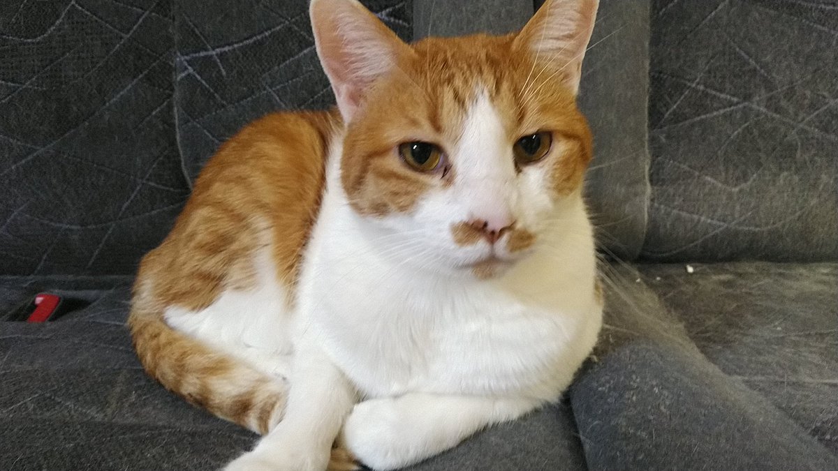 ねこのひみつ基地 Nekohimitsukiti Twitter