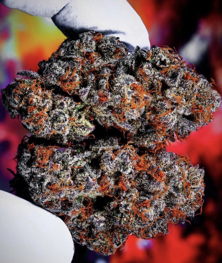 CannabisTrainU's tweet photo. Learn how to grow weed at https://t.co/dlLB0rUKvo

Get growing your own meds!

#cannabis #growweed #marijuana #growcannabis #potgrowing #CannabisCommunity #cannabisculture #cannabisindustry #growyourown https://t.co/averxs27J5