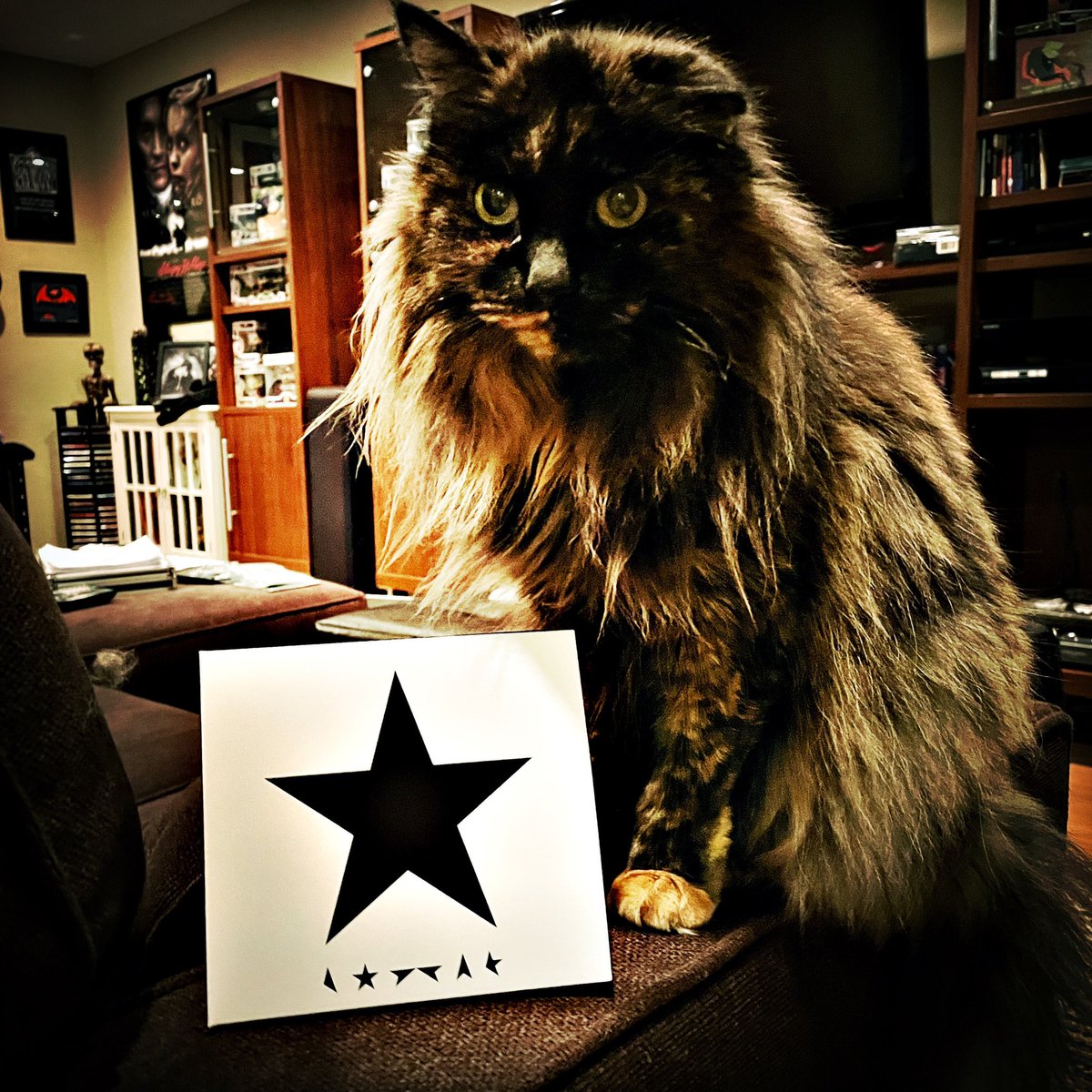 DouglasVonIrvin's tweet photo. Cat-urday Night!
Enid Von Irvin sent me out to get David Bowie’s last album to continue the DB birthday party at Castle Von Irvin….⚡️
Thank you @streetlightsj !
#davidbowie #blackstar #birthdayparty #fame #scarymonsters #cd #singer #horrorhost #caturday #hipstamatic #dvic https://t.co/s9pld3vjSA