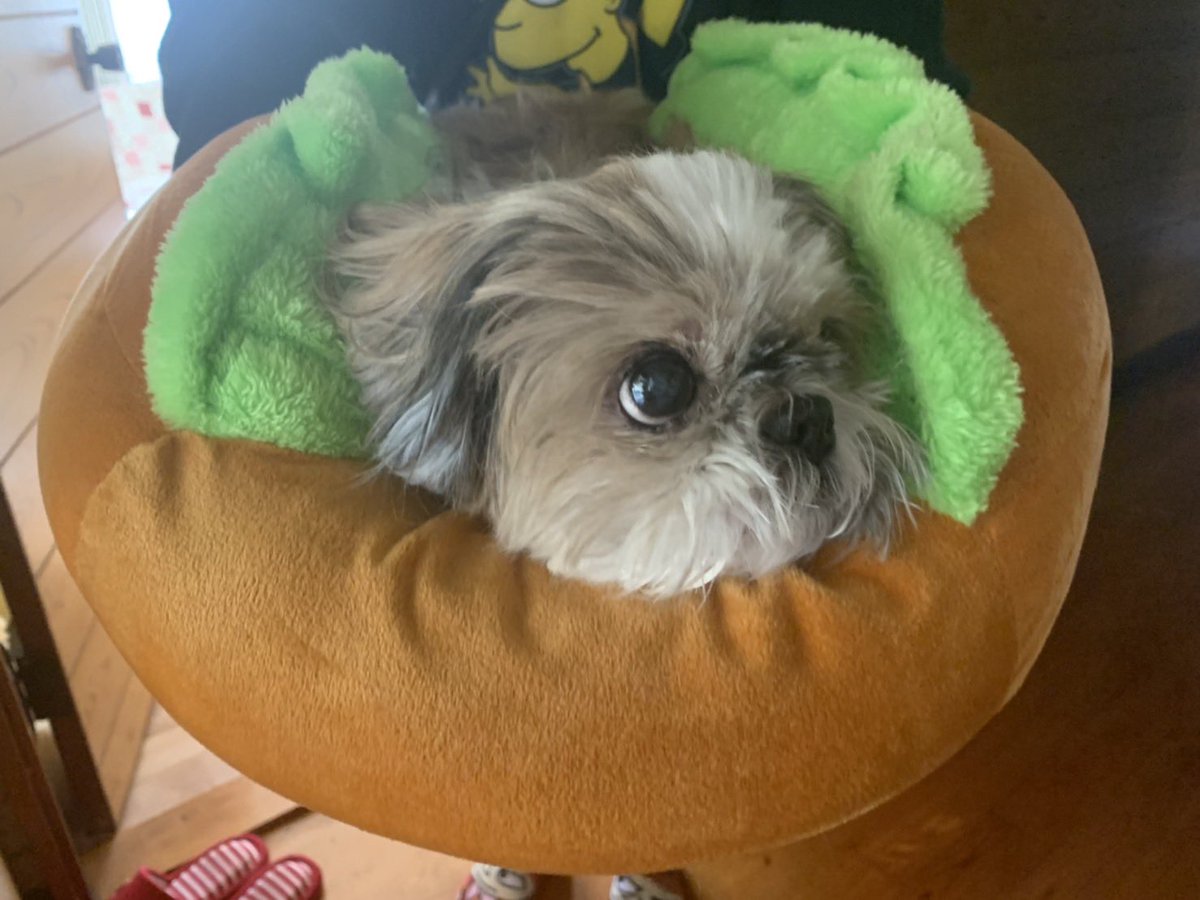 LongSatomi's tweet photo. ホットドッグいかがでしゅか〜、
こちら、ウインナーじゃなくて、
シーズーをはさんでおりましゅ！
いかがでしか〜🐶🐶🐶🐾
#ホットドッグ　#シーズー　#shihtzu #TikTok@mokomokotaichou #モコモコ隊長 https://t.co/GgtQ1oCGfU