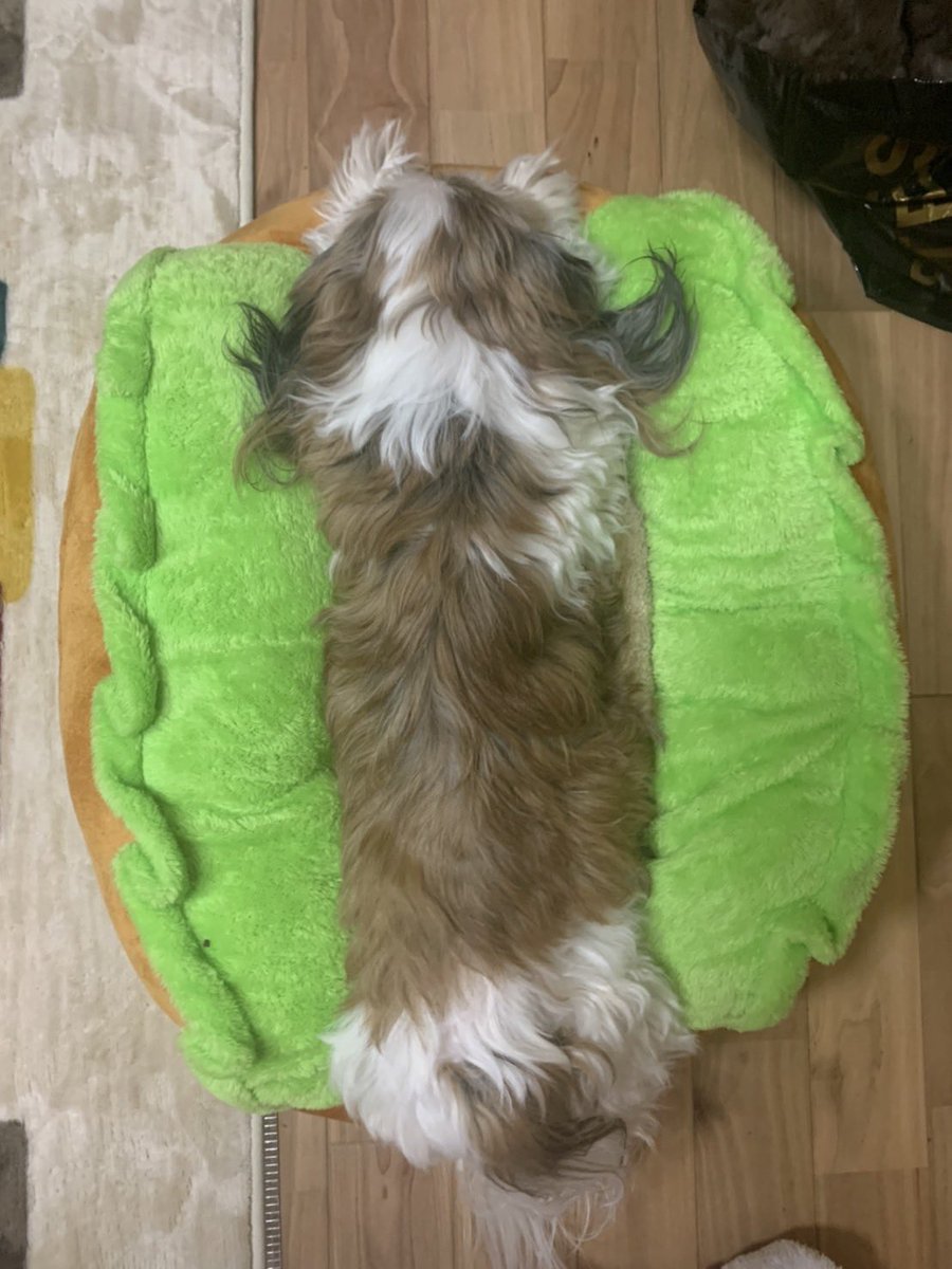 LongSatomi's tweet photo. ホットドッグいかがでしゅか〜、
こちら、ウインナーじゃなくて、
シーズーをはさんでおりましゅ！
いかがでしか〜🐶🐶🐶🐾
#ホットドッグ　#シーズー　#shihtzu #TikTok@mokomokotaichou #モコモコ隊長 https://t.co/GgtQ1oCGfU