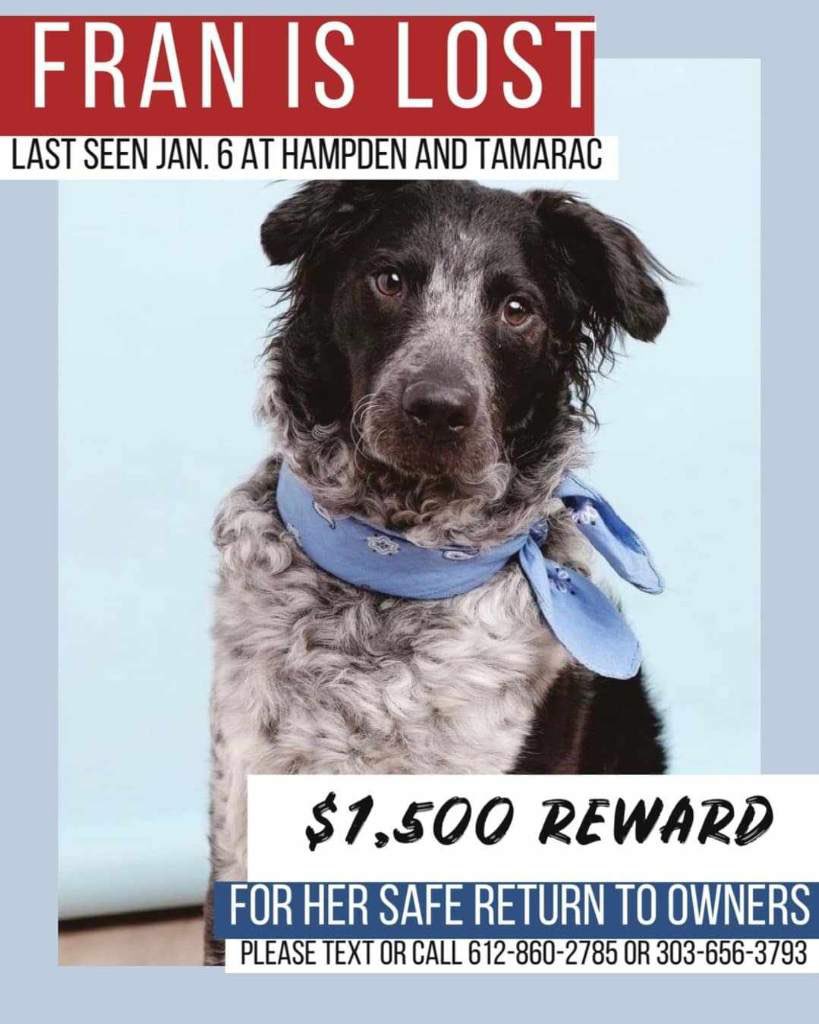 Jaredewy's tweet photo. The search to #FindFran got some solid sightings today as an agile pup much like her was seen around the King Soopers at University & Belleview. A similar dog was spotted near wellshire golf course. If that’s the case, then she’s very close to home. Keep looking #LostDog #Denver! https://t.co/3aUyhdBwBN