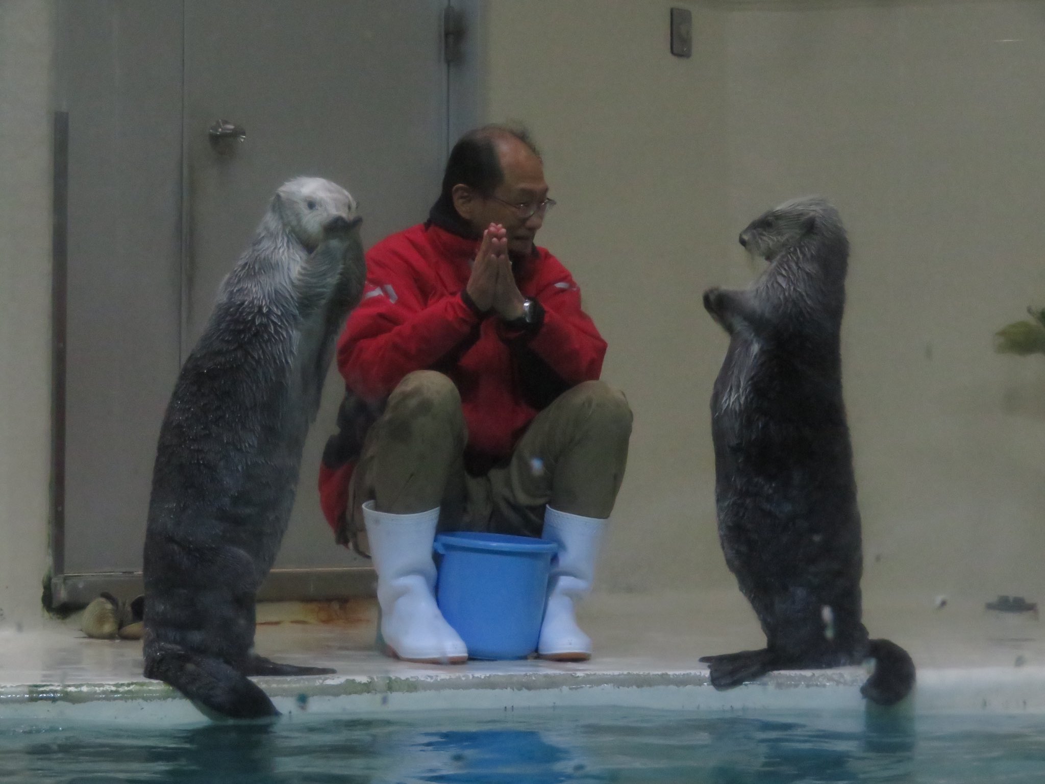 日本の全ラッコ お久しぶりです キラちゃんが全身の姿を見てほしいというので 正面はトントンキラちゃんです 鳥羽水族館 ラッコ メイちゃんも友情出演 T Co Hfwatdbppi Twitter 日本の全ラッコ お久しぶりです キラちゃんが全身の姿を見てほしいというので 正面はトントンキラちゃんです 鳥羽水族館 ラッコ メイちゃんも友情出演 T Co Hfwatdbppi Twitter