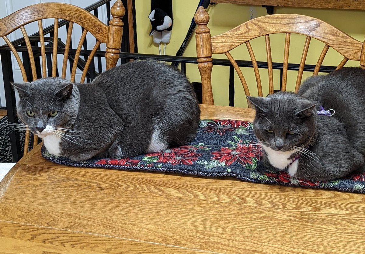 dawnraye66's tweet photo. @GovTimWalz She's cute! Ralphie &amp; Zoey say hi! https://t.co/Y0Gj3rozmE