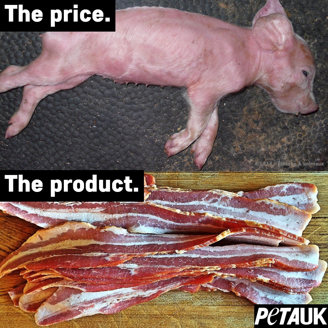 greennomad61's tweet photo. @FarmersOfTheUK Bite Into British 🐷
Wow. That's distasteful & sad 😢
#269Life #Farm365 #Veganuary2022
Sign up: https://t.co/UrUemRrHXP ◀ FREE https://t.co/Spvpnu7INU