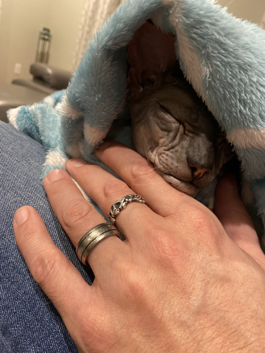 dustinpari's tweet photo. @jordanhembrough I feel you. After a week on the road, this has been my situation for the last hour or so. #SleepingMouse #RaisinTheSphynxCat https://t.co/qJrmhn1prL