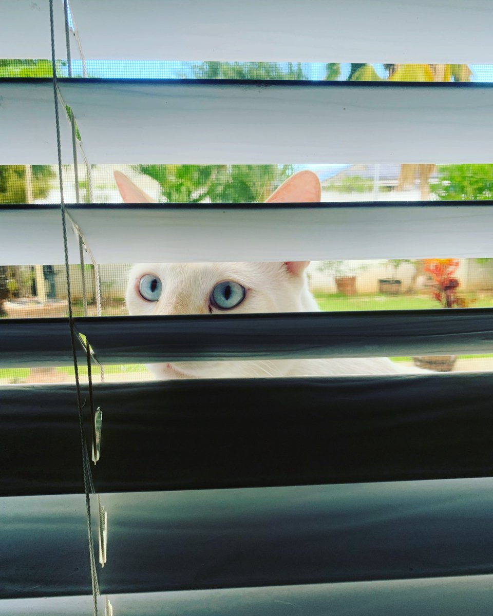 SleepySnowBiten's tweet photo. 🎶You can’t see me, my time is meow 🎶 🐈 @JohnCena 🤚#catsofinstagram #hawaiicats #sleepysnowbiden #caturday https://t.co/jrs4Cq1Mx1