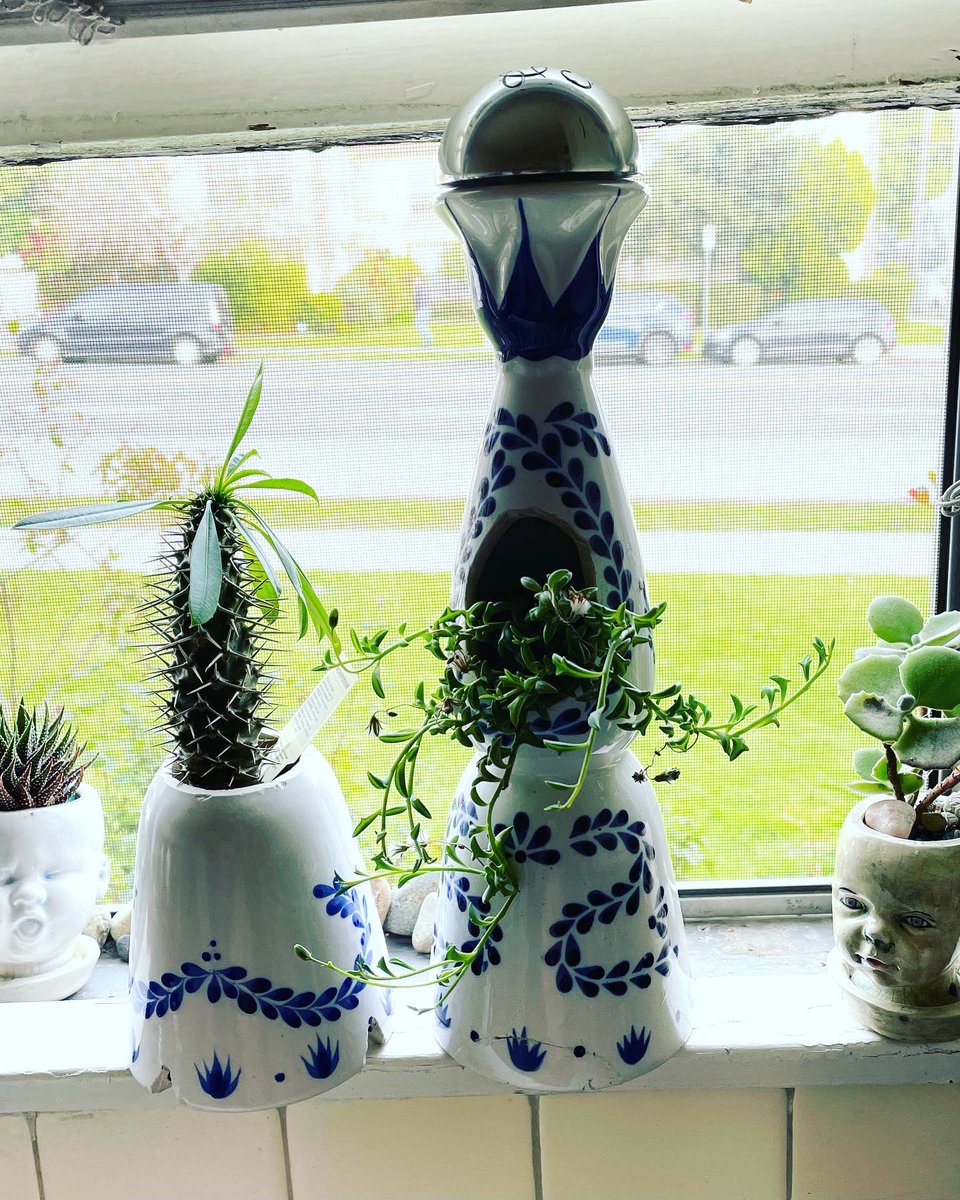 Knocked out a couple of planters yesterday #claseazultequila #ringthebell