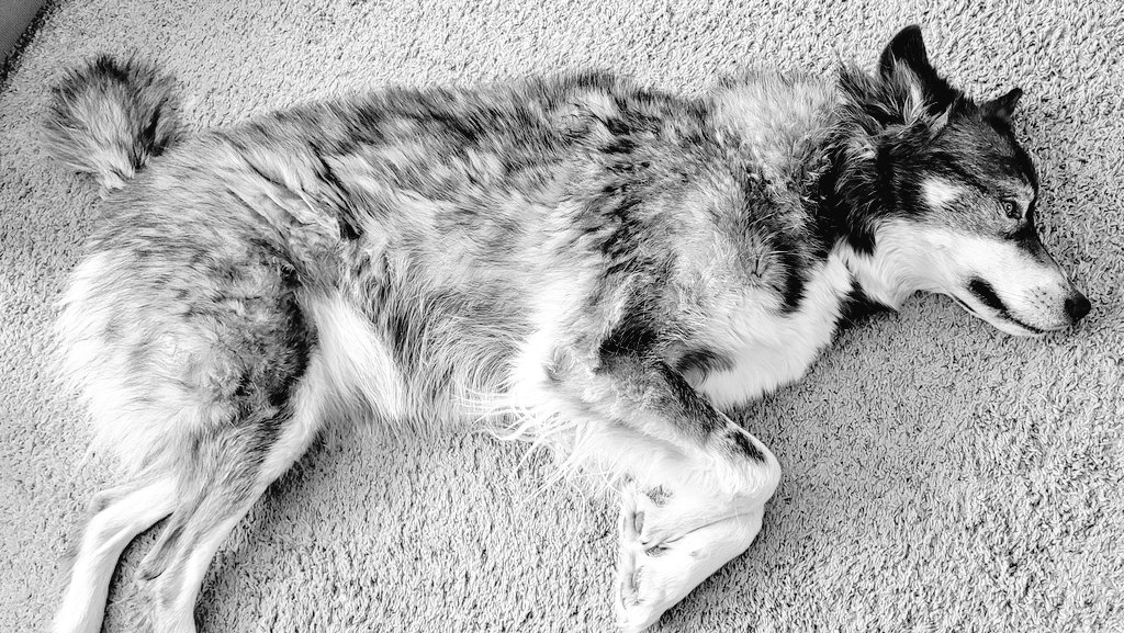 Truebrewcoug's tweet photo. #LunaTheWolfDog rolls all over the place when we burn sage but then gets very calm and still. #ReleaseTheEnergy #CalmWolf #SpiritAnimal @CaleeDeMann https://t.co/AiEIWyqrIN