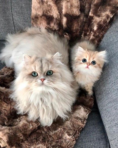 Daily Cat Dose (@shouldhaveacatt) on Twitter photo 