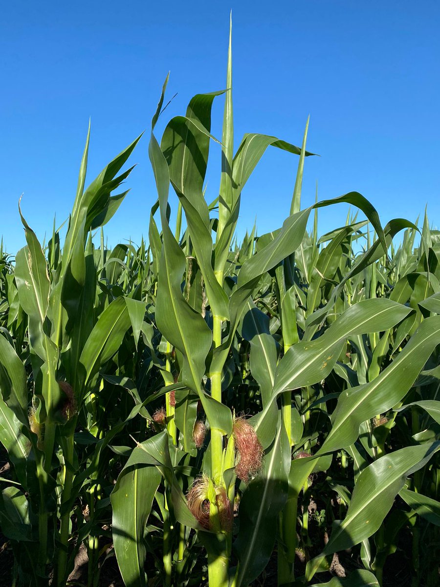 jmg_agro's tweet photo. @SarlangueTomas Muy bueno.
Este año estamos viendo protoginia en algunos lotes. https://t.co/ksdWfIpHHE