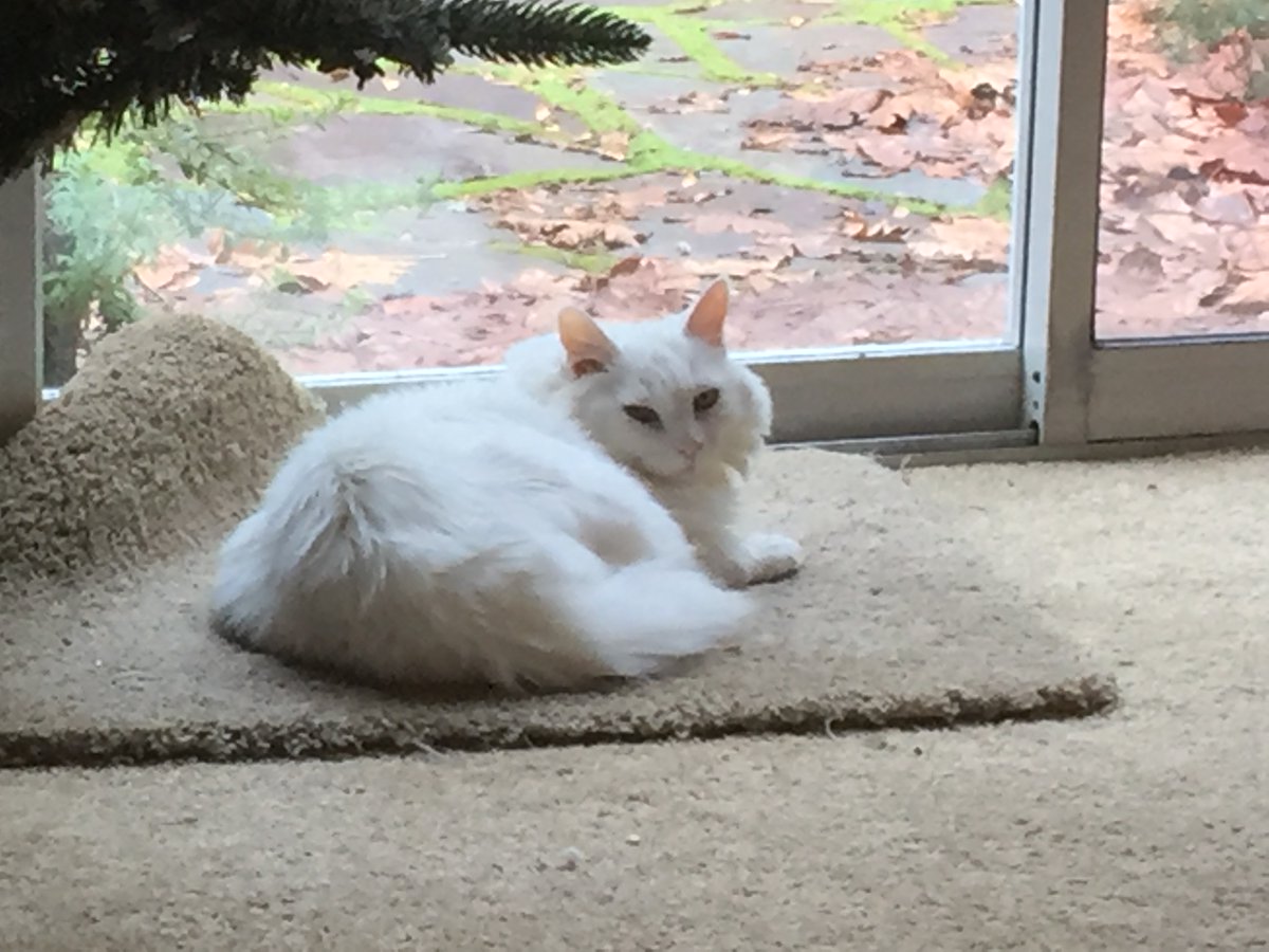 g_puffalo's tweet photo. I really like it when this extra rug gets on top of the heat register!   #Caturday #CatsOfTwitter https://t.co/mUB8HBWdSA