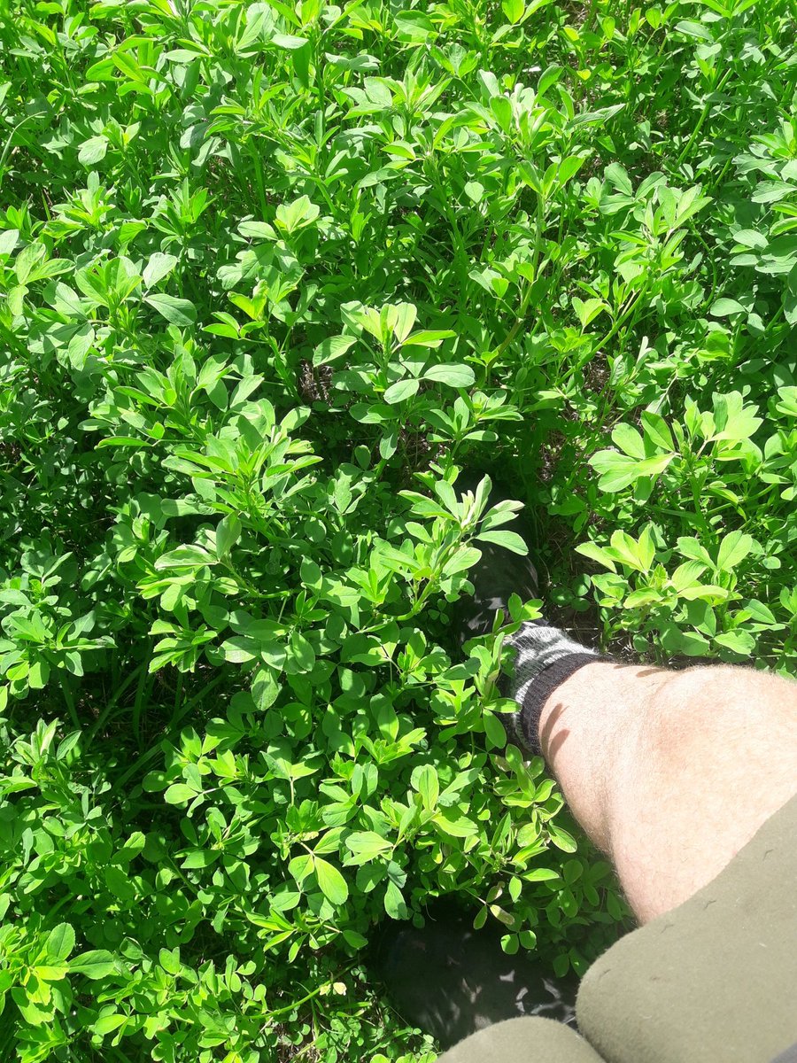 CharollaisRams's tweet photo. A week on and as expected the lucerne has taken over. https://t.co/LTFdtstpfS