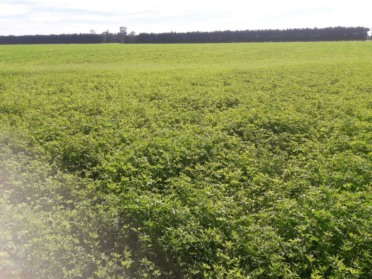 CharollaisRams's tweet photo. A week on and as expected the lucerne has taken over. https://t.co/LTFdtstpfS