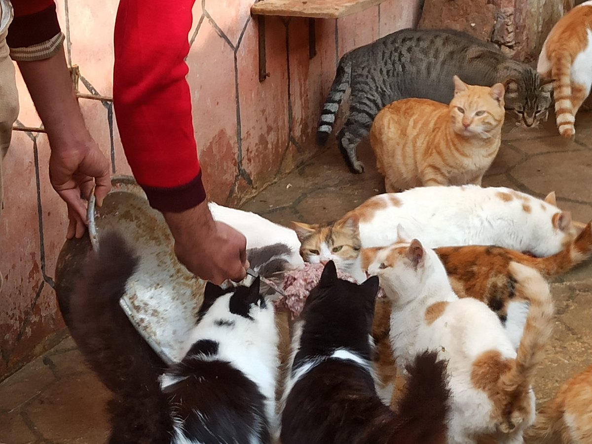 SyrianSora's tweet photo. We continue to feed the cats 150 cats and 20 dogs in the shelter
Every day we need more than 80 kg of food to fill hungry mouths Please donate so we can continue taking care of these innocent animals🙏🐈🐕❤
Paypal Donation Link
https://t.co/ospIf0SNI4
ar
https://t.co/P0U9trU6gN https://t.co/hQpNgeAHQX