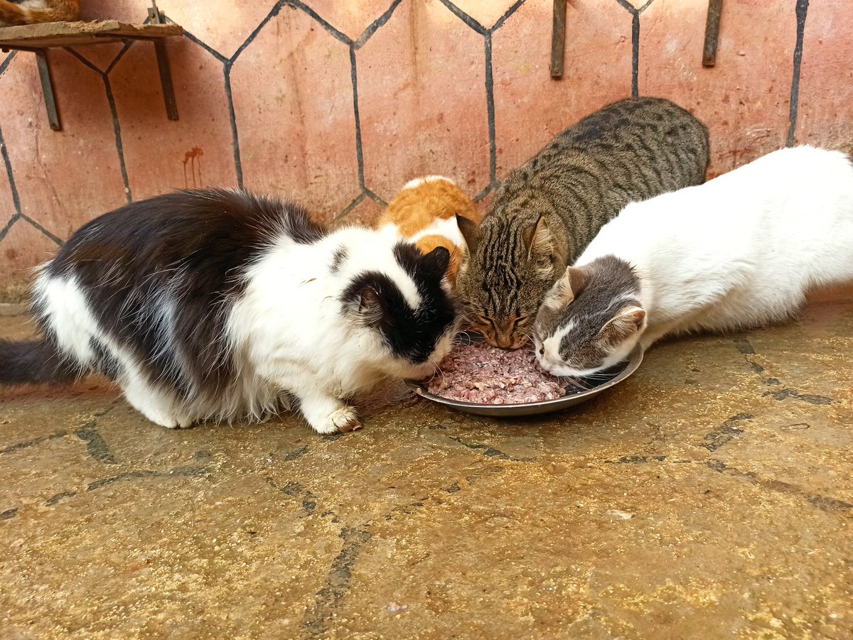 SyrianSora's tweet photo. We continue to feed the cats 150 cats and 20 dogs in the shelter
Every day we need more than 80 kg of food to fill hungry mouths Please donate so we can continue taking care of these innocent animals🙏🐈🐕❤
Paypal Donation Link
https://t.co/ospIf0SNI4
ar
https://t.co/P0U9trU6gN https://t.co/hQpNgeAHQX