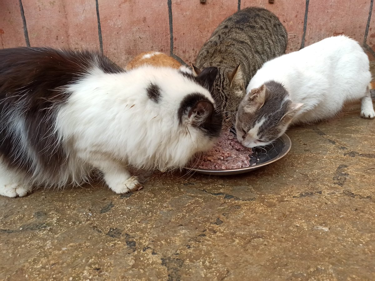 SyrianSora's tweet photo. We continue to feed the cats 150 cats and 20 dogs in the shelter
Every day we need more than 80 kg of food to fill hungry mouths Please donate so we can continue taking care of these innocent animals🙏🐈🐕❤
Paypal Donation Link
https://t.co/ospIf0SNI4
ar
https://t.co/P0U9trU6gN https://t.co/hQpNgeAHQX