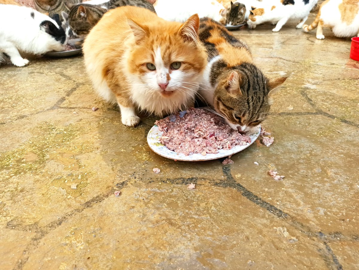We continue to feed the cats 150 cats and 20 dogs in the shelter
Every day we need more than 80 kg of food to fill hungry mouths Please donate so we can continue taking care of these innocent animals🙏🐈🐕❤
Paypal Donation Link
paypal.com/cgi-bin/webscr…
ar
gofund.me/68ac09ec