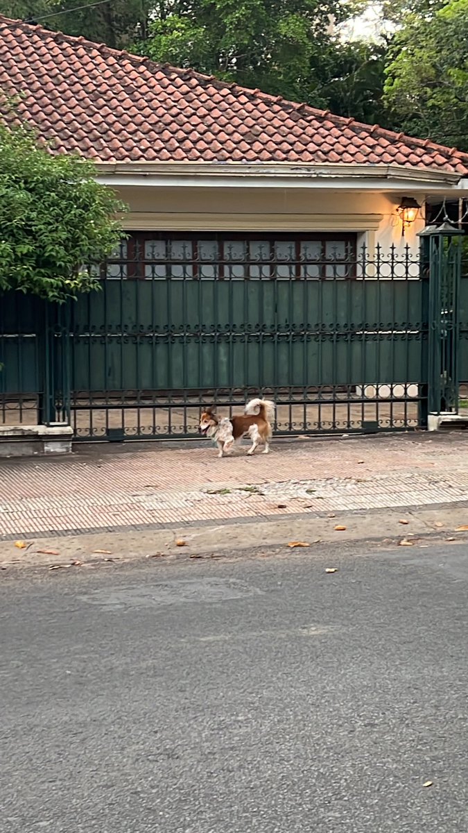 noguau's tweet photo. Perro perdido sobre Lillo! Rt por favor https://t.co/kyKaovrX8b