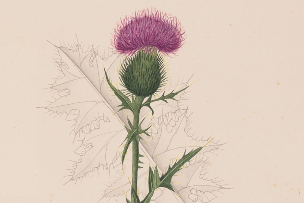 A color illustration of a thistle flower stalk (likely Cirsium vulgare) with small leaves along its length and a large mass of purple flowers from a single blossom. In the background is a delicate line drawing of a single basal leaf.