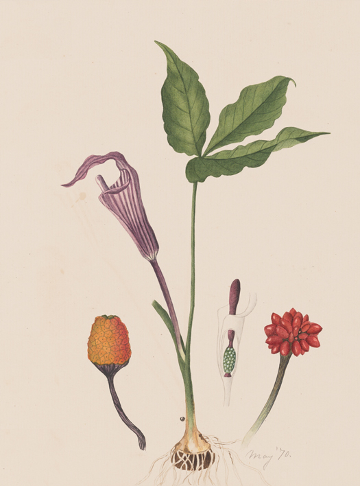 A color illustration of an aroid with a purple streaked flower cup and spathe, and three lanceolate leafs at the top of a tall stem. Close up diagrams show the flower structure, a cluster of red fruit, and some orange egg-shaped body.