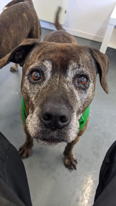 AdoptionsUk's tweet photo. URGENT, please retweet to help Tigger find a home #YORKSHIRE #ENGLAND 
Aged 13, still likes to play and have a walk down a country lane. He's desperate for a quiet home for his retirement. Please contact the shelter for more details or to apply
https://t.co/0QBOAIJApH
#dogs #UK https://t.co/lyTY9WW70B
