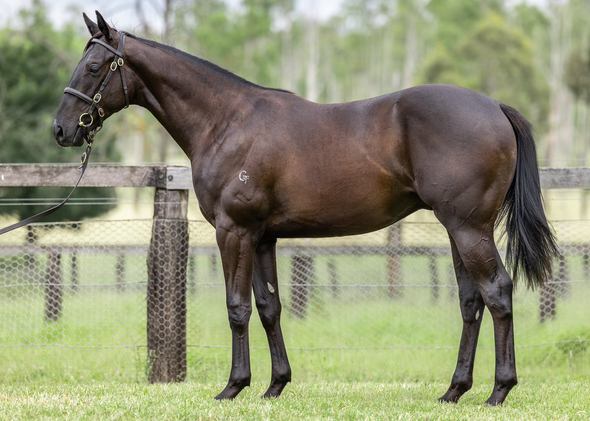 Bhima Thoroughbreds tweet media