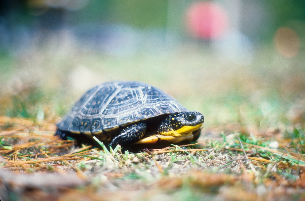 OntarioParks's tweet photo. Have you ever closely examined a turtle’s shell? 🐢

Many First Nations teachings use the back of a turtle’s shell as a lunar calendar. https://t.co/U29AEUUhhu https://t.co/D2HDc7AD7O