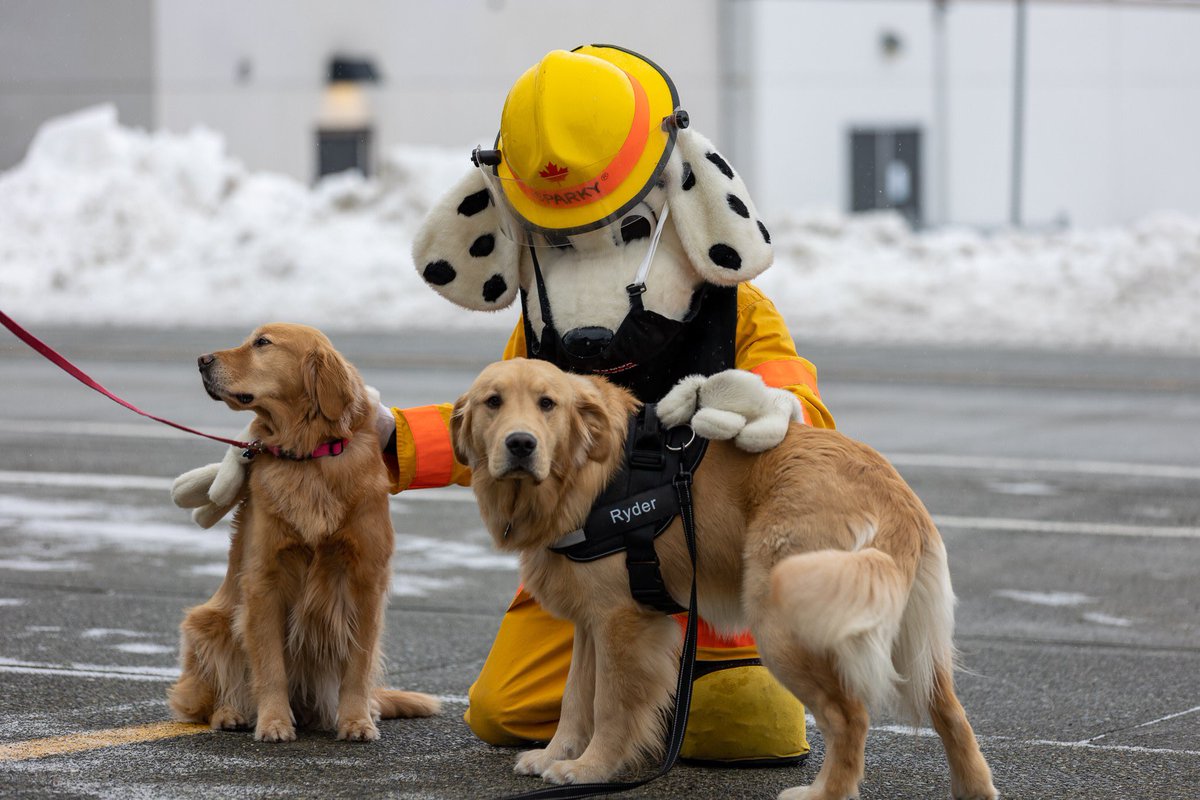 comoxfire's tweet image. Dog days afternoon