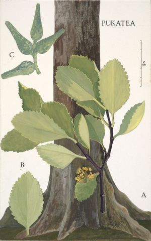 365BotanyWomen's tweet photo. Nancy Adams was born this month in 1926, studying @WgtnGirls and @VicUniWgtn. She join DSIR Botany Division @science_nz and as asst curator @Te_Papa. She won awards for "Seaweeds of New Zealand: An Illustrated Guide" and illustrated for other NZ botanists like Ella Orr Campbell. https://t.co/woI61UDgtO