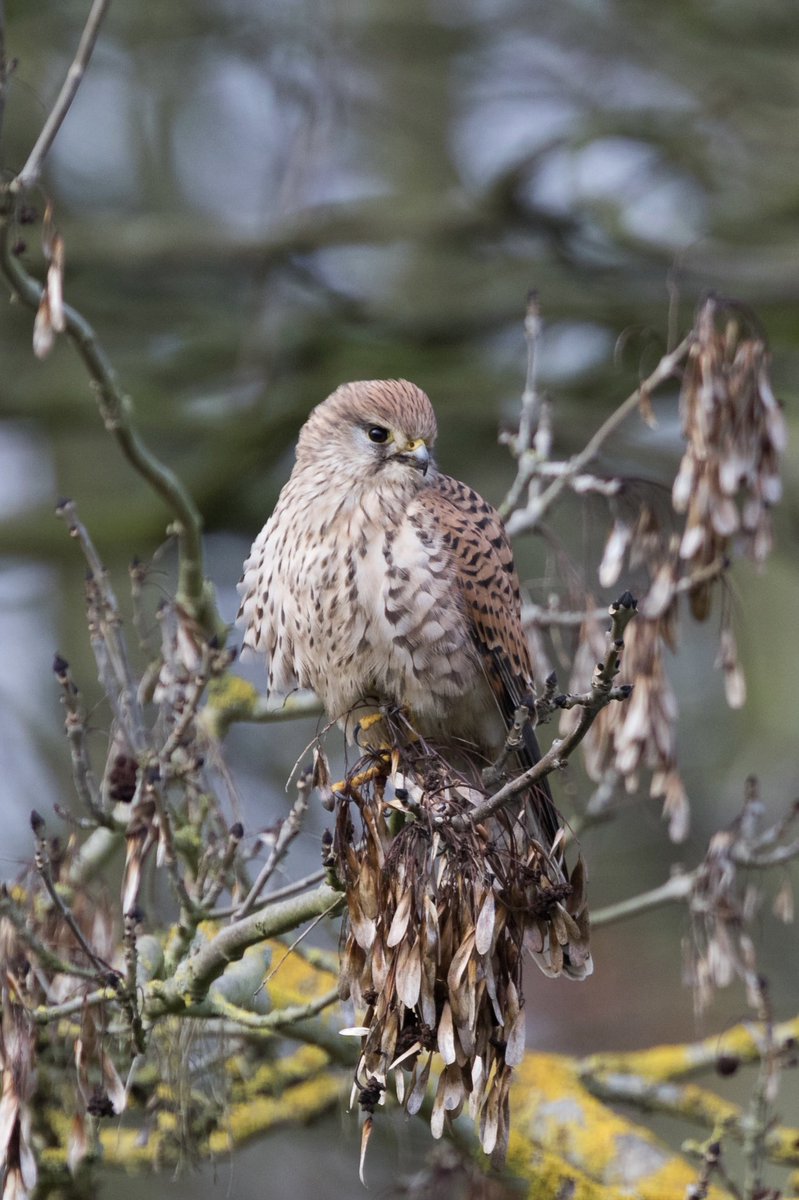 Kestrel