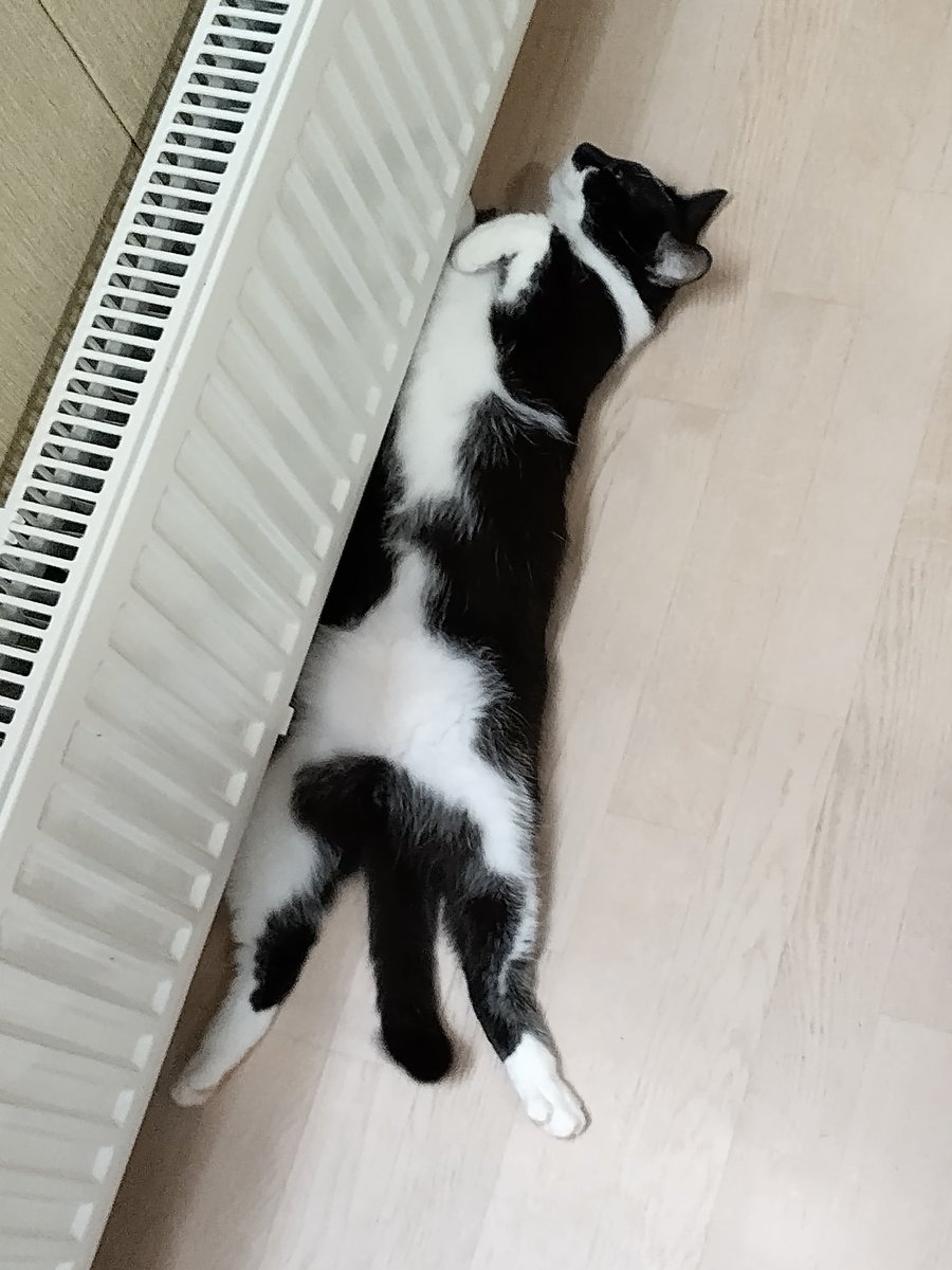 denigmus's tweet photo. When you got an extra day off but it's cold outside. #CatsOfTwitter https://t.co/ayOmWPSHI9