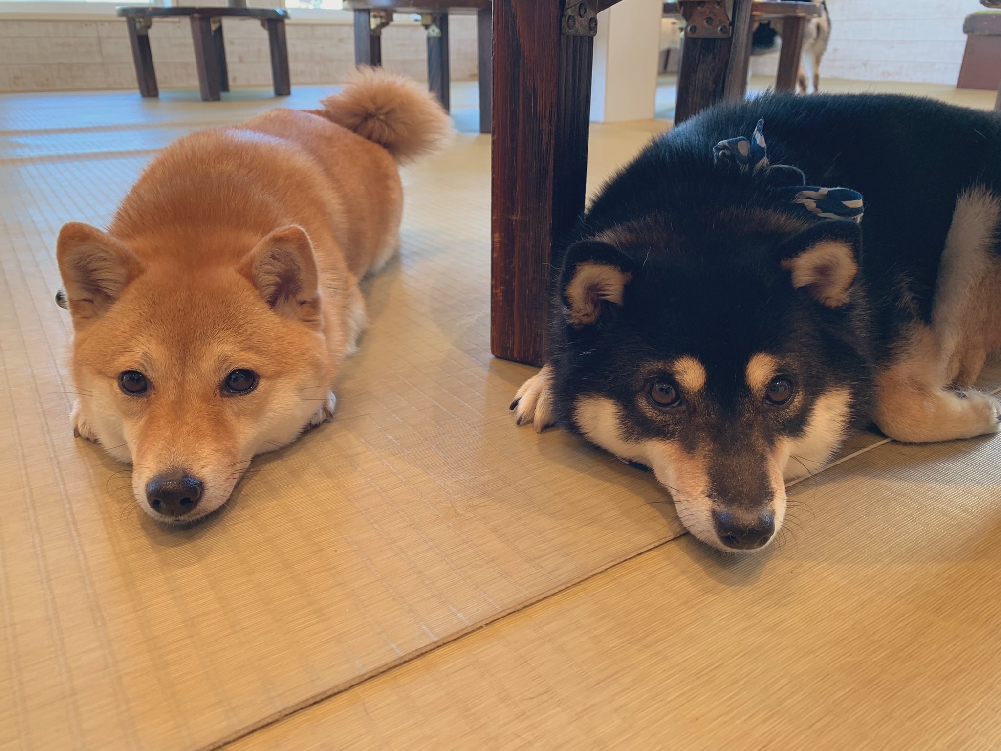 鎌倉乃豆柴カフェ お知らせ 本日より料金改定となり 円値上がりとなりました 突然のお知らせで申し訳ございません 大人 900円 小人 700円 となりますのでご確認お願い致します 豆柴カフェ もなか豆 うに豆 T Co