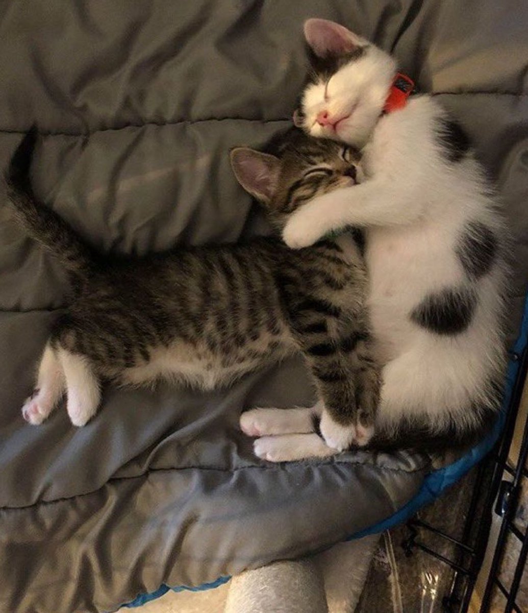 freakcuddles's tweet photo. Could be us https://t.co/Nk6muaySoN