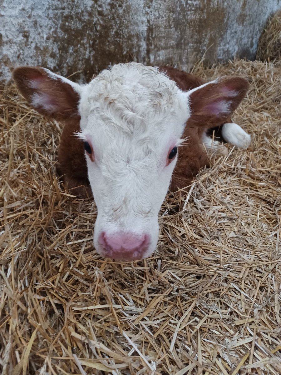 aritch20's tweet photo. #calving22 has started #ontag #canadianherefords https://t.co/6Uq0qiKvuh