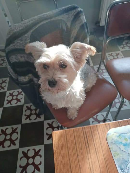 adnquarouble's tweet photo. ⚠️ SOS DISPARITION DE XENA ⚠️
Xena a fugué depuis le 6 janvier à MARLY 59770 
Elle aurait été aperçu à Valenciennes, elle est identifiée, si vous l avez recueilli, aperçue, merci de contacter l asso Arche de noé quarouble.
Ses propriétaires sont très inquiets
Xena est craintive. https://t.co/H38BWCdwCF