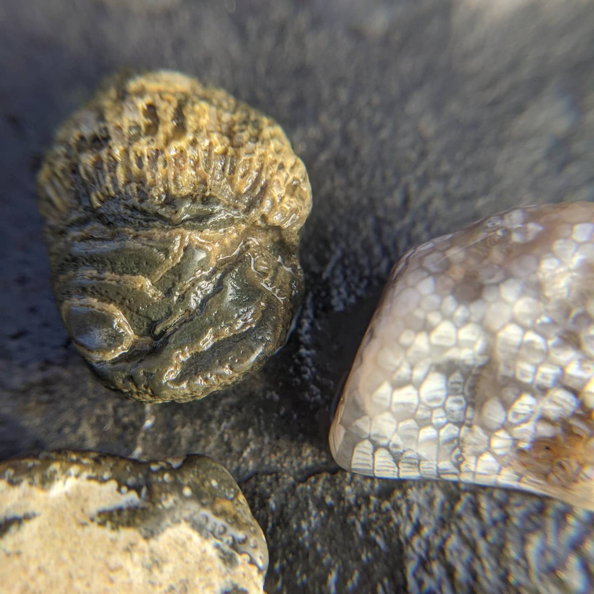 suburbanjungle_'s tweet photo. I did some beach combing over the holidays at the Delaware Bay beaches in Cape May. I found a horn coral fossil a few months ago and since then I've been obsessed with finding more. Here's what I found on this trip. I think they may be horn coral, favosites and maybe bryozoans? https://t.co/jxTeOoT9TZ