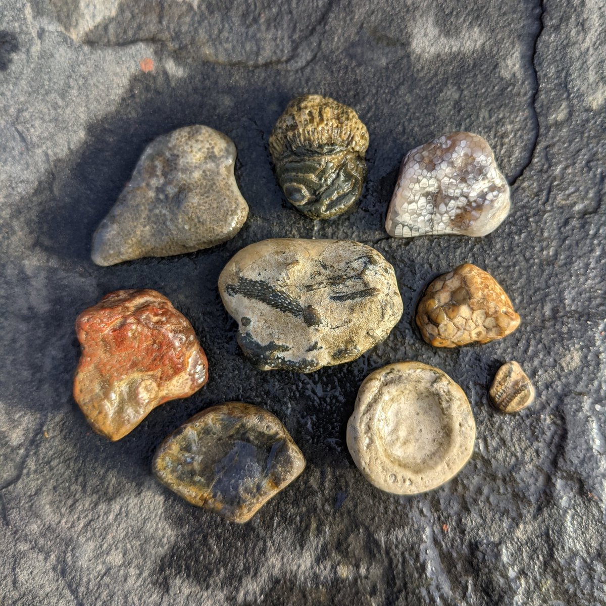 suburbanjungle_'s tweet photo. I did some beach combing over the holidays at the Delaware Bay beaches in Cape May. I found a horn coral fossil a few months ago and since then I've been obsessed with finding more. Here's what I found on this trip. I think they may be horn coral, favosites and maybe bryozoans? https://t.co/jxTeOoT9TZ