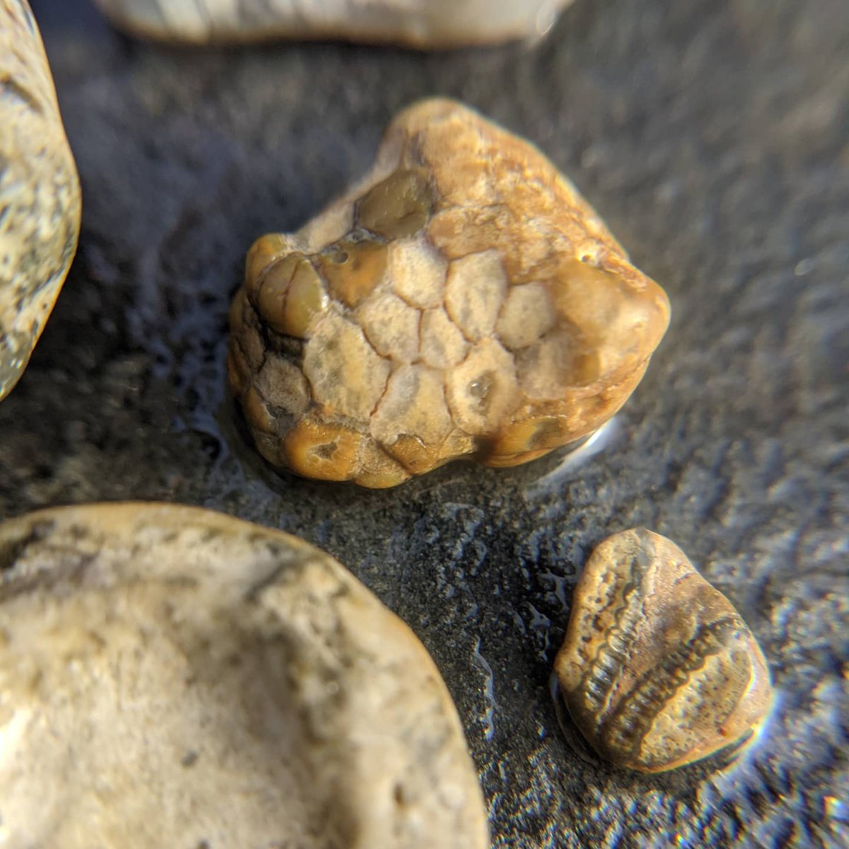 suburbanjungle_'s tweet photo. I did some beach combing over the holidays at the Delaware Bay beaches in Cape May. I found a horn coral fossil a few months ago and since then I've been obsessed with finding more. Here's what I found on this trip. I think they may be horn coral, favosites and maybe bryozoans? https://t.co/jxTeOoT9TZ