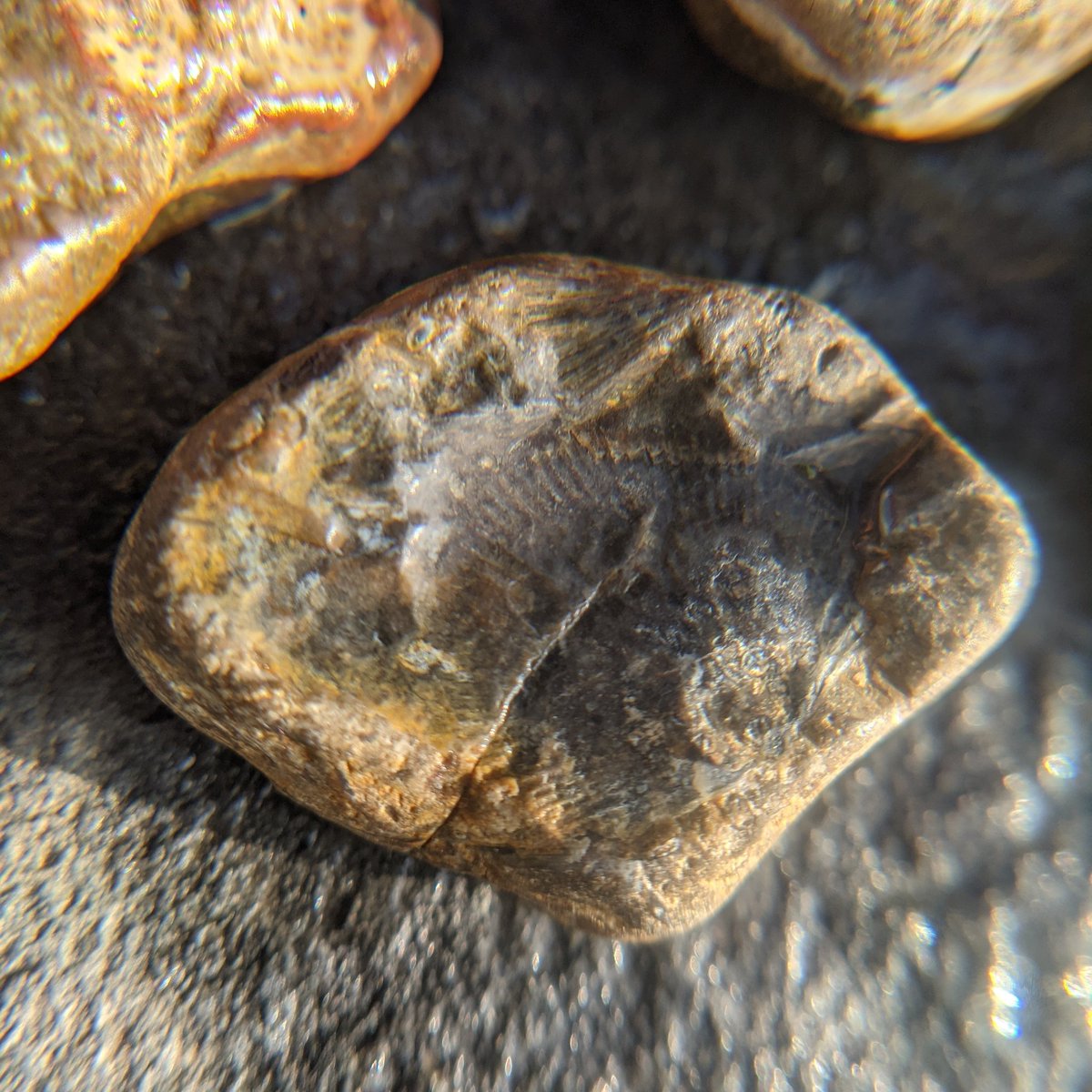 suburbanjungle_'s tweet photo. I did some beach combing over the holidays at the Delaware Bay beaches in Cape May. I found a horn coral fossil a few months ago and since then I've been obsessed with finding more. Here's what I found on this trip. I think they may be horn coral, favosites and maybe bryozoans? https://t.co/jxTeOoT9TZ