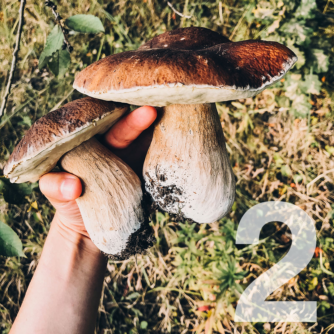 PCCcommunityed's tweet photo. Only 2 more days until the start of winter term! There's still time to sign up for classes, such as mushroom foraging.
https://t.co/6Eu4mNfcG3
#thinkPCCfirst #2days #winter #winterterm #mushroomforaging #mushroom https://t.co/VIcvkHxSzx
