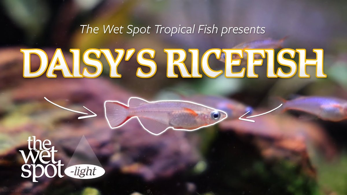 The Wet Spot Tropical Fish tweet media