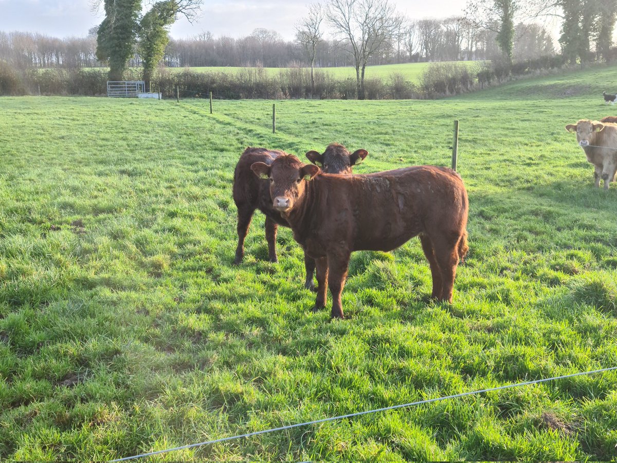 whelehandavid's tweet image. Future replacements hopefully #sucklers