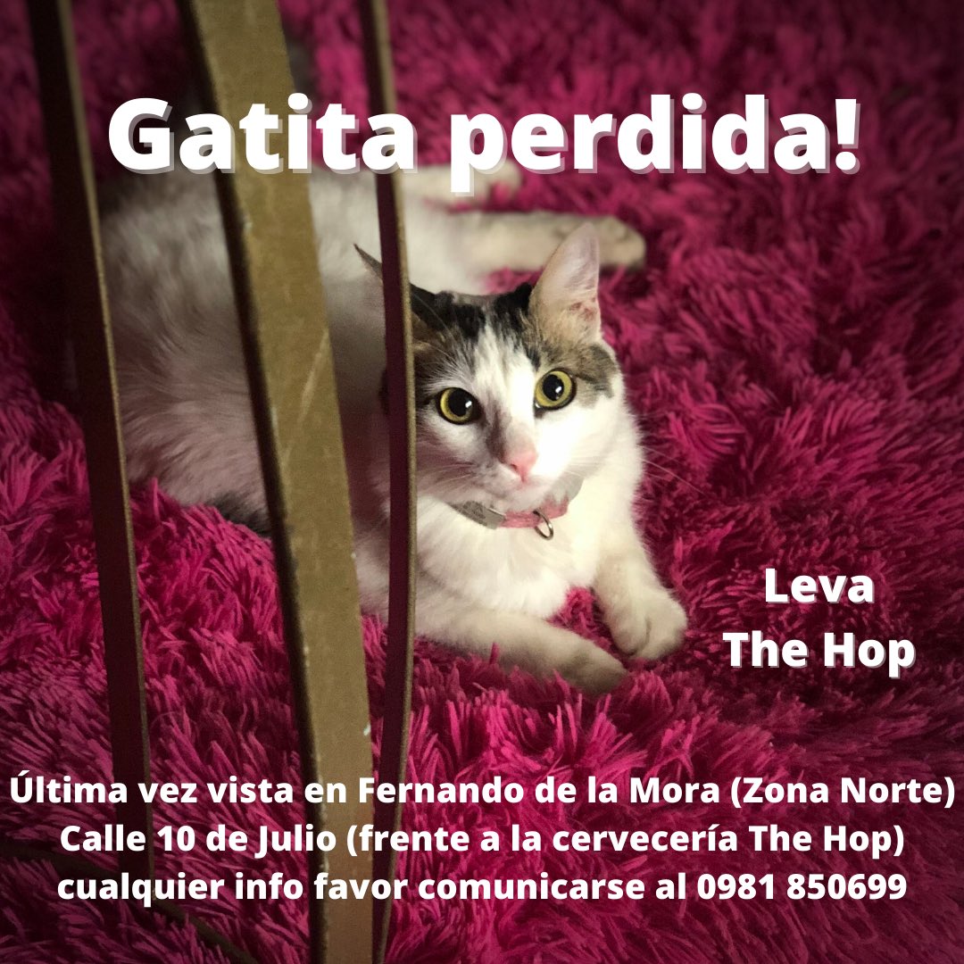 joseduartejr's tweet photo. No aparece Leva desde hace dos días, no es de vagar mucho y ya pregunté a los vecinos. Ayuda gente porfa no se ni a quien arrobar cualquier RT ayuda por si alguien de la zona la vio 😔 https://t.co/hKBlycypKI