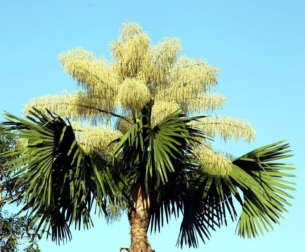 vgarrido20's tweet image. Floreó sorpresivamente la palmera de Ceylán en el Jardin Botanico a cargo del Dr Krivoy.  Felicitaciones a la gente de la UCV y en particular a mi compadre Amalio Belmonte. SON PRESAGIOS DE COSAS BUENAS... (???)