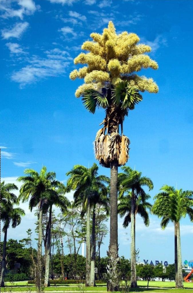 vgarrido20's tweet image. Floreó sorpresivamente la palmera de Ceylán en el Jardin Botanico a cargo del Dr Krivoy.  Felicitaciones a la gente de la UCV y en particular a mi compadre Amalio Belmonte. SON PRESAGIOS DE COSAS BUENAS... (???)